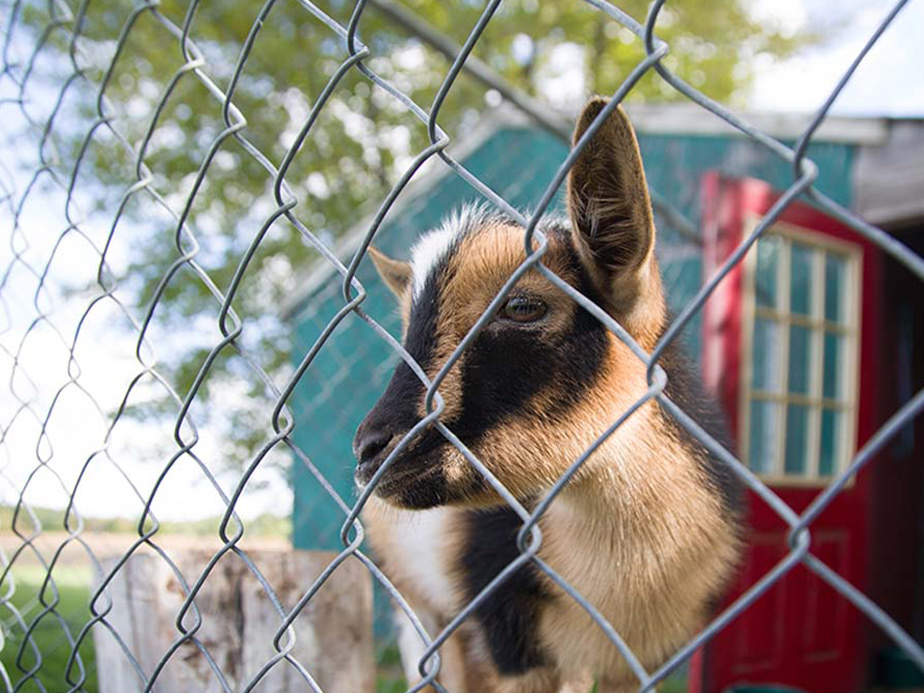 Animal and pet fence enclosure install -  Oneida Tennessee area.